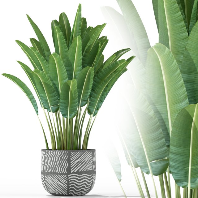 Plants collection 226 Model 3D .c4d .max .obj .3ds .fbx .stl .blend 