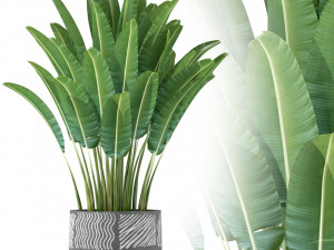 Plants collection 226 3D Model