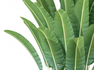 Plants collection 226 Model 3D