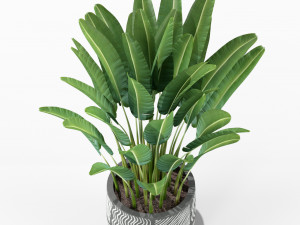 Plants collection 226 Model 3D