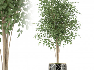 Plants collection 227 3D Model