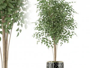 Коллекция растений 227 3D Модель