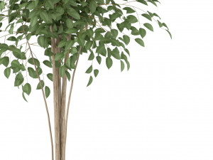 Plants collection 227 3D Модель