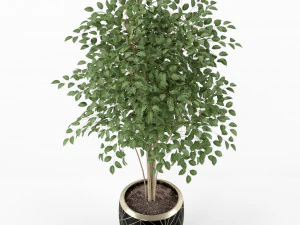 Коллекция растений 227 3D Модель