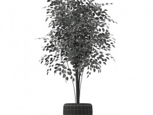 Plants collection 227 3D Модель