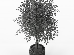Plants collection 227 3D Модель