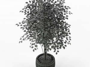 Коллекция растений 227 3D Модель