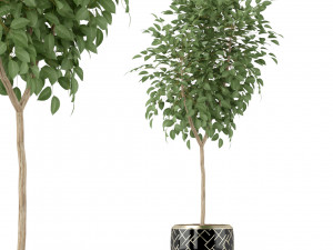 Plants collection 228 3D Model