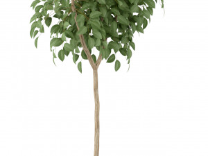 Plants collection 228 3Dモデル