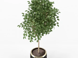 Plants collection 228 3D Model