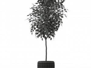 Plants collection 228 3Dモデル