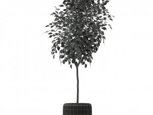 Plants collection 228 3D Model