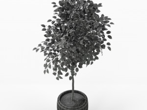 Plants collection 228 3Dモデル