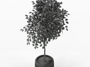 Plants collection 228 3D Model