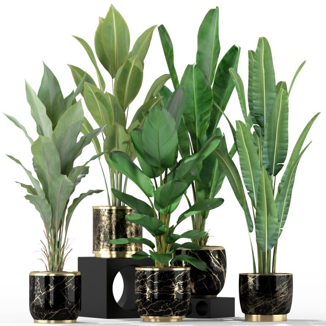 Plants collection 229 Model 3D .c4d .max .obj .3ds .fbx .stl .blend 