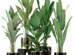 Collezione piante 229 Modello 3D