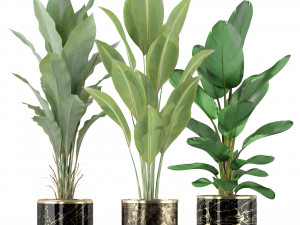 Plants collection 229 Model 3D