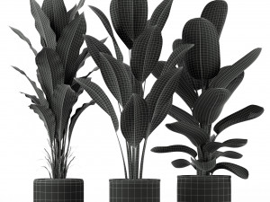 Plants collection 229 Model 3D
