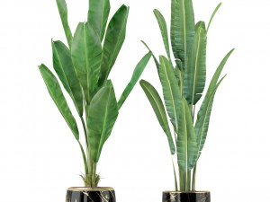 Plants collection 229 Model 3D