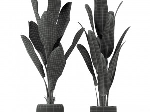 Plants collection 229 Model 3D