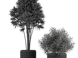 Plants collection 230 3D 模型