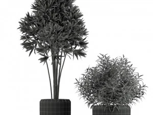 Plants collection 230 3D Model