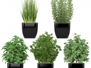 Plants collection 232 3D Model