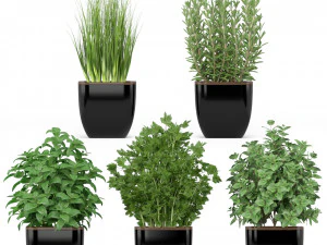 Cole&ccedil;&atilde;o de plantas 232 Modelo 3D