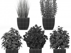 Plants collection 232 3D Modell
