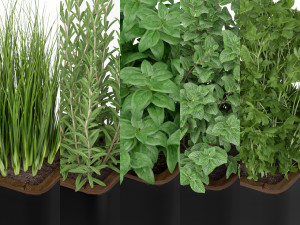 Plants collection 232 3D Modell