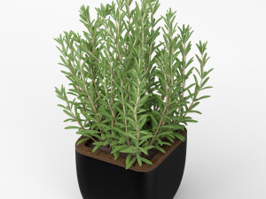 Plants collection 232 3D Modell
