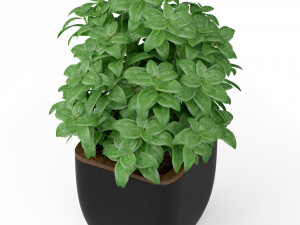 Plants collection 232 3D Modell