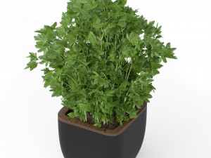 Plants collection 232 3D Modell