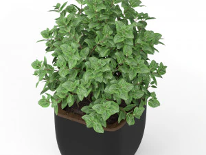 Plants collection 232 3D Model