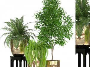 Koleksi tanaman 235 Model 3D