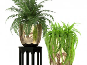 Plants collection 235 3D Model