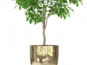Plants collection 235 3D Model