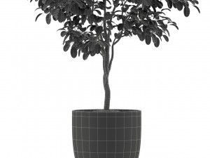 Plants collection 235 3D Модель