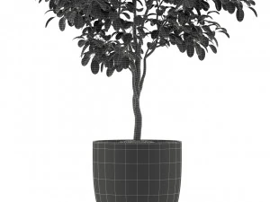 Plants collection 235 3D Model