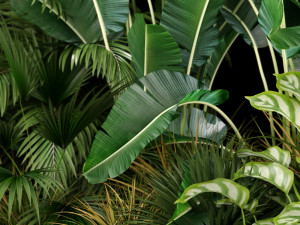 Plants collection 237 Modelo 3D