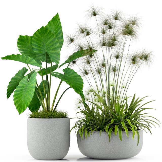 Plants collection 239 3D 모델 .c4d .max .obj .3ds .fbx .stl .blend 