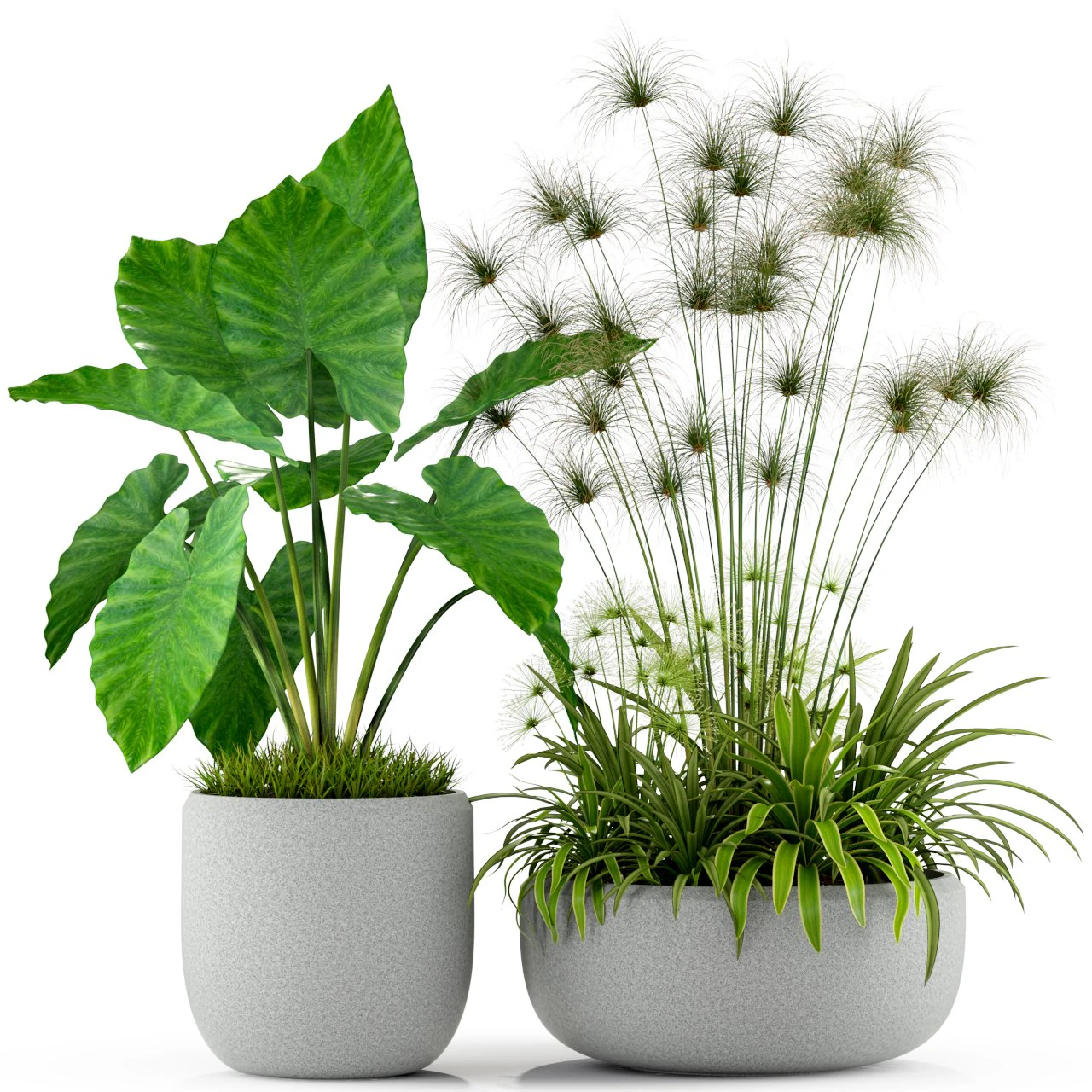 Plants collection 239 3D Model .c4d .max .obj .3ds .fbx .stl .blend 
