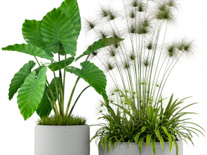 Plants collection 239 3D Модель