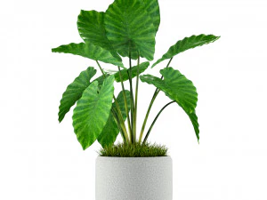 Plants collection 239 3D Model