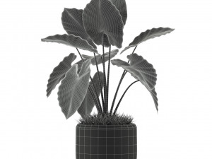Plants collection 239 3D 모델
