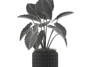 Plants collection 239 3D Model