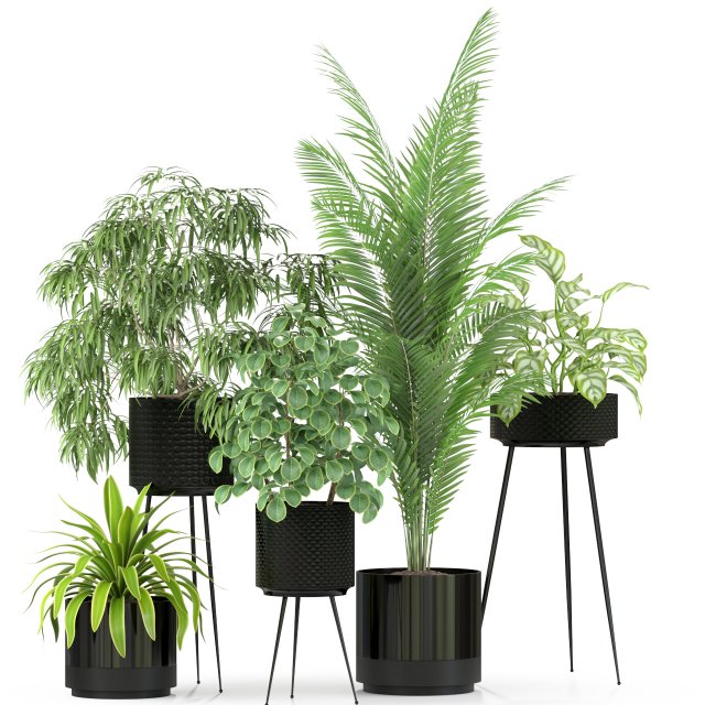 Plants collection 240 3D Model .c4d .max .obj .3ds .fbx .stl .blend 
