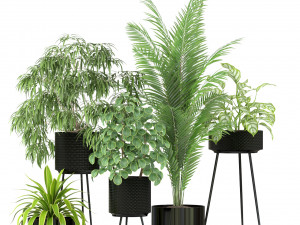 Plants collection 240 3D Model