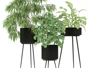 Plants collection 240 3D Model