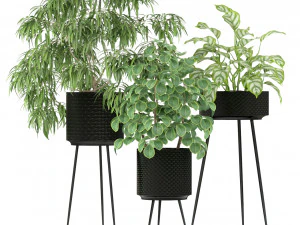 Plants collection 240 3D Model